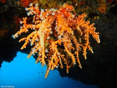 Dendrophyllia ramea