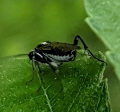Pachyprotasis rapae