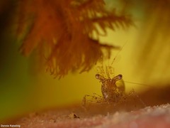 Periclimenes scriptus