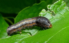 Spodoptera cosmioides