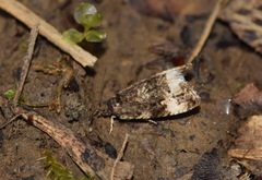 Endothenia marginana