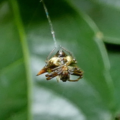 Micrathena evansi