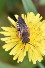 Rhodanthidium septemdentatum