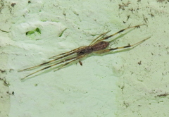 Episinus angulatus