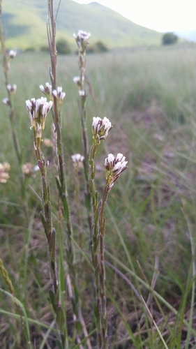 arábka strmobyľová (Turritis glabra)