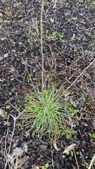 Armeria maritima californica