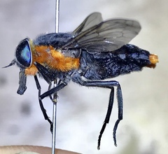 Osca lata
