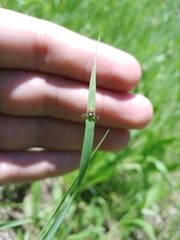 Coriarachne depressa