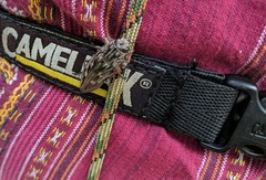 Chalcophora virginiensis