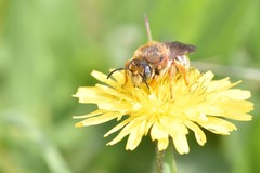 Rhodanthidium septemdentatum