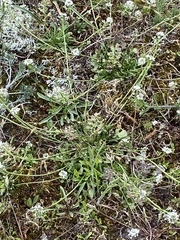 Teesdalia