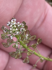 Teesdalia