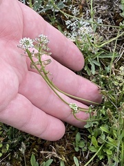 Teesdalia