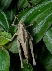 Xyleus discoideus angulatus