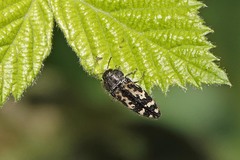 Acmaeodera hepburnii