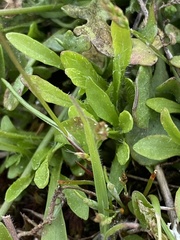 Teesdalia