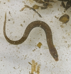Zoarcoidei
