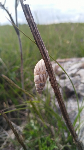 zebrina južanská (Zebrina detrita)