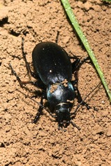 Carabus scheidleri