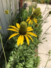 Rudbeckia amplexicaulis