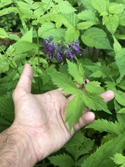Hydrophyllum virginianum atranthum