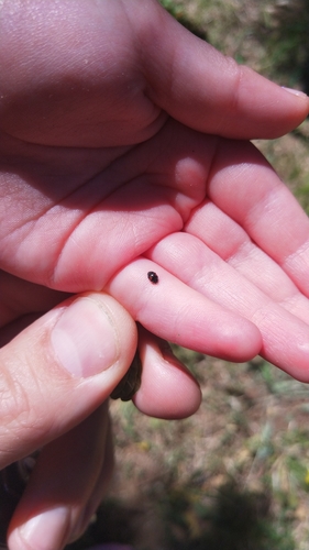 Lienkovité (Coccinellidae)