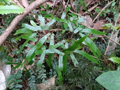 Lygodium articulatum