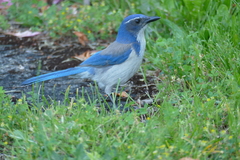 Aphelocoma californica