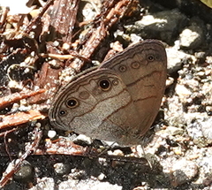 Hermeuptychia harmonia