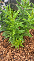 Veronicastrum virginicum