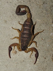 Centruroides nigrimanus