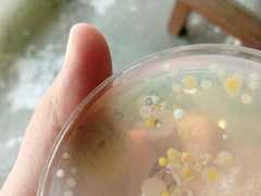 Eurotiomycetes
