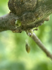 Callirhytis quercusgemmaria