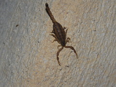 Centruroides hoffmanni