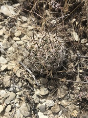 Pediocactus sileri