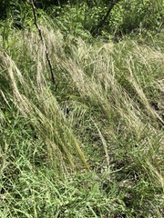 Nassella leucotricha