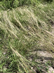 Nassella leucotricha