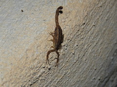 Centruroides hoffmanni