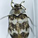 Anthrenus coloratus - Photo (c) Josey Woodill, algunos derechos reservados (CC BY-NC), uploaded by Josey Woodill