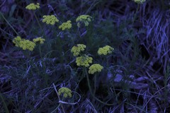 Musineon tenuifolium