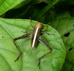 Eneoptera