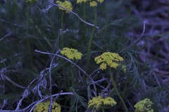Musineon tenuifolium