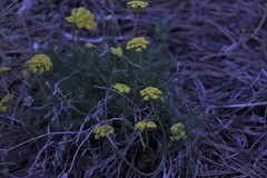Musineon tenuifolium