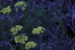 Musineon tenuifolium