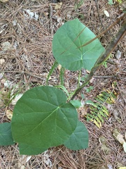 Matelea carolinensis