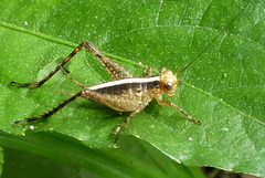 Eneoptera