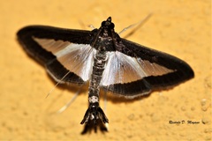 Diaphania plumbidorsalis