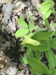 Uvularia