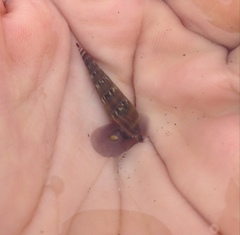 Terebrinae