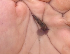 Terebrinae